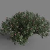 MT PM V85 Nerium oleander 02 06