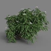 polyget Elderflower Bush 2 2 M 1K