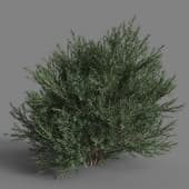 Platycladus orientalis 03 05