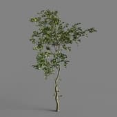 a small deciduous tree