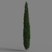 Platycladus orientalis 02 04