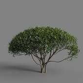 MT PM V77 Phillyrea angustifolia 01 05