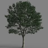 Tilia 58-040