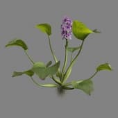 MT PM V39 Eichhornia crassipes 01 01