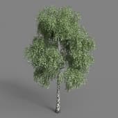 AM091 tree