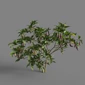 MT PM V93 Capsicum annuum 01 05