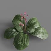 MT PM V91 Bergenia purpurascens 01 01