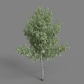 AM076 tree