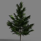 041 Picea