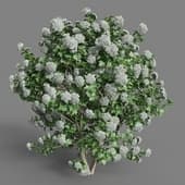 MT PM V55 Viburnum opulus 01 02