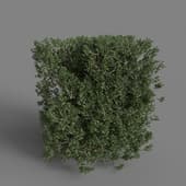 MT PM V58 Ilex crenata 01 02