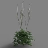 Cimicifuga simplex 02