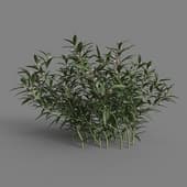 MT PM V55 Sarcococca hookeriana 01 05