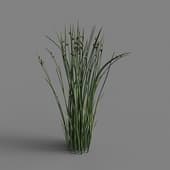 MT PM V69 Juncus effusus 01 05