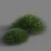 Festuca gautieri 01 05