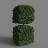MT PM V28 Euonymus japonicus 01 09