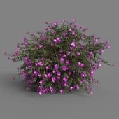 MT PM V72 Tibouchina semidecandra 01 06