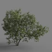 Robinia pseudoacacia 05(9.5m)