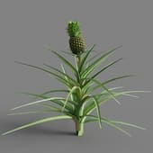 043 ananas comosus