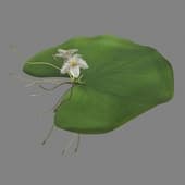 MT PM V82 Nymphoides lungtanensis 01 02