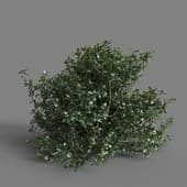 MT PM V77 Quercus coccifera 01 05