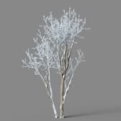 Ulmus pumila 01 05