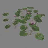 MT PM V39 Nymphaea Orchid 01 04