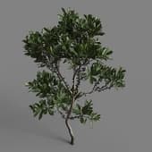 MT PM V85 Myrica pensylvanica 01 01