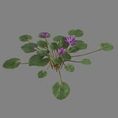 MT PM V39 Nymphaea Purple 01 04