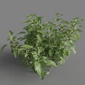Origanum vulgare 01 05