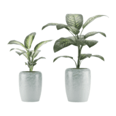 Dieffenbachia Seguine,White Flame