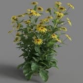 Rudbeckia laciniata 03