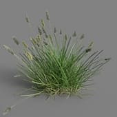 084 Sesleria caerul v3