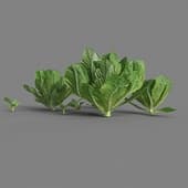 MT PM V38 Lactuca sativa 01 05