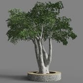 011 ficus benjamina