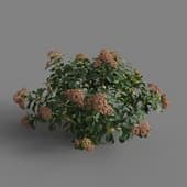 MT PM V70 Hydrangea macrophylla IndianRed 01 05