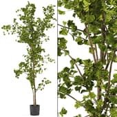 GINKO TREE POTTED
