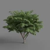 MT PM V67 Cassia javanica 01 04