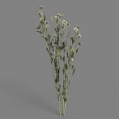 MT PM V53 Dendranthema morifolium 01 04