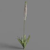 Eremurus himalaicus 03