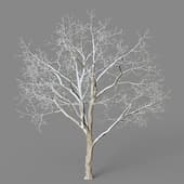 Acer saccharum 01 03