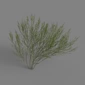 MT PM V79 Salix cheilophila 01 02