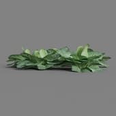 MT PM V38 Brassica oleracea 01 09