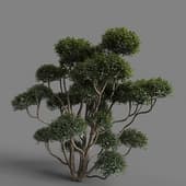 MT PM V77 Phillyrea latifolia 01 01