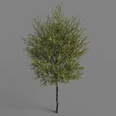 PM V85 Ligustrum vulgare 02 03