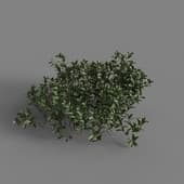 MT PM V80 Arctostaphylos uva ursi 01 01