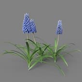 Muscari 01