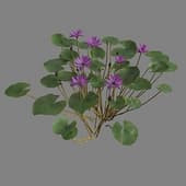 MT PM V39 Nymphaea Purple 01 03
