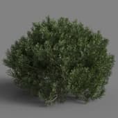 Platycladus orientalis 01 01