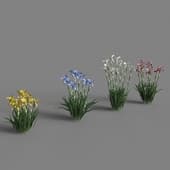 iris flowers (iris germanica) 4 colors